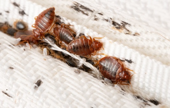 Bed Bug Control